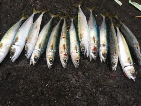 ジグサビキでアジ、サバ